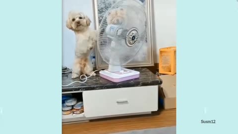 Super Funny Baby Dog Video | Funny Dog Animal Video