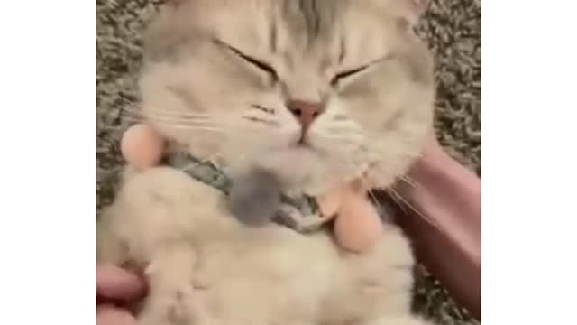 Cute cat dog funny video