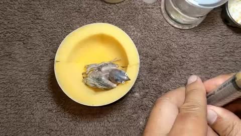 Hand Feeding 21 Day Old Silver Diamond Firetail Finch