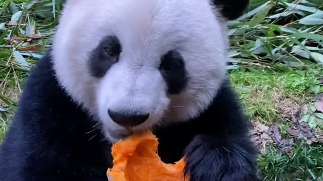 Panda loves to eat