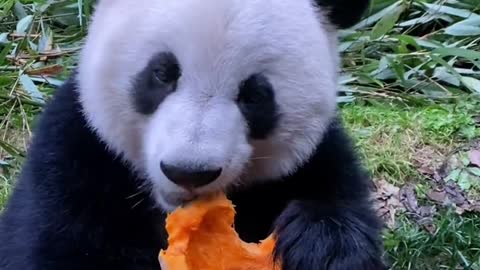 Panda loves to eat