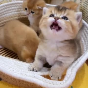 Cute baby animals Videos Compilation cute moment of the animals - Cutest Animals On Earth
