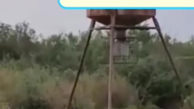 boar hunting
