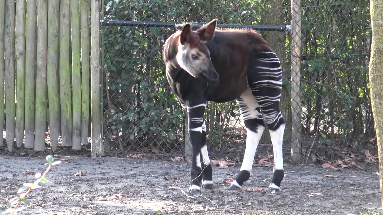 Jonge okapi Kisala en haar tong