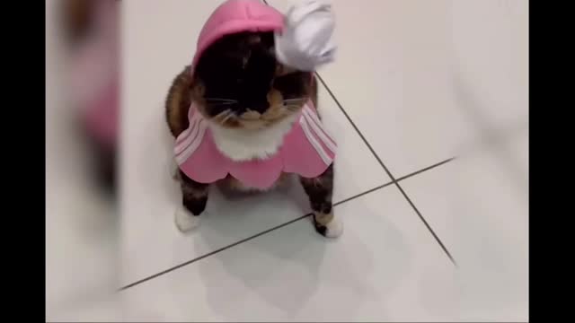 Best Funny Cats & Dogs Videos Of This Week _ Funny Animals Moments Super Laugh Time (1)