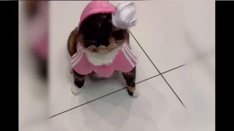 Best Funny Cats & Dogs Videos Of This Week _ Funny Animals Moments Super Laugh Time (1)