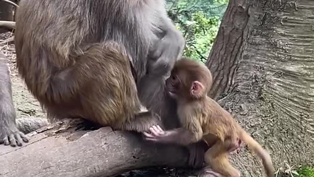 little monkey learning to walk