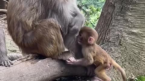 little monkey learning to walk