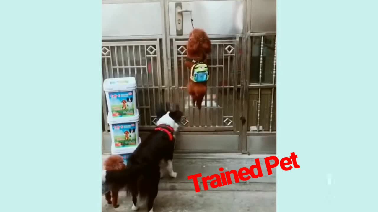 Trained Dogs do somethings brilliant and funny