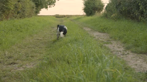 Dog Playing In a Wheat Field