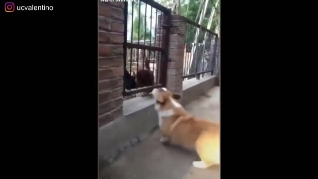 FUNNY Chicken vs Dog - Who You thinks gonna win??