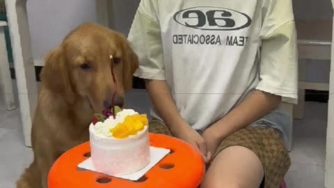 Candle extinguished, the cake was eaten by the dog