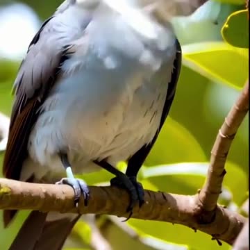 Bird with a cat head
