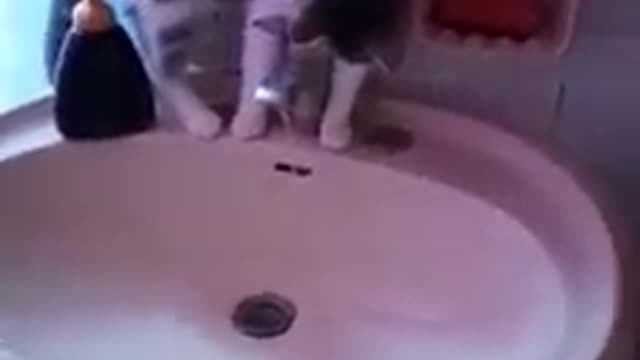 A very smart cat uses the trick to open the faucet