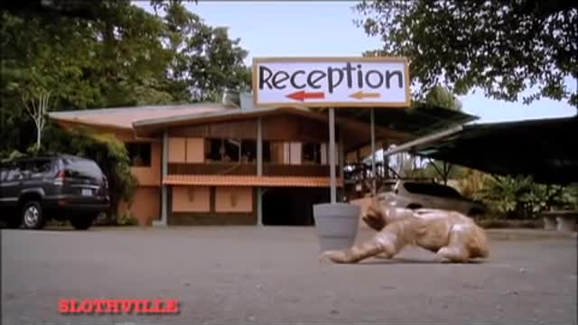 THE SLOTHS ARE COMING