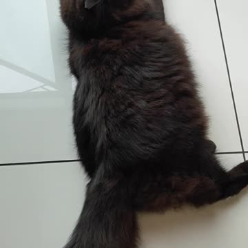 My Cat Wag Her Tail When I Call Her Name