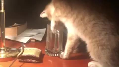 Cat could get stuck in glass