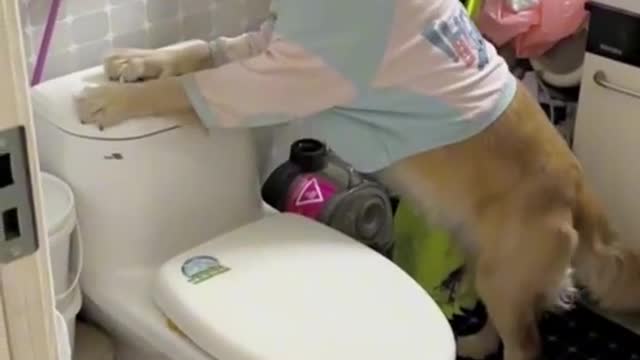 Super Smart dog