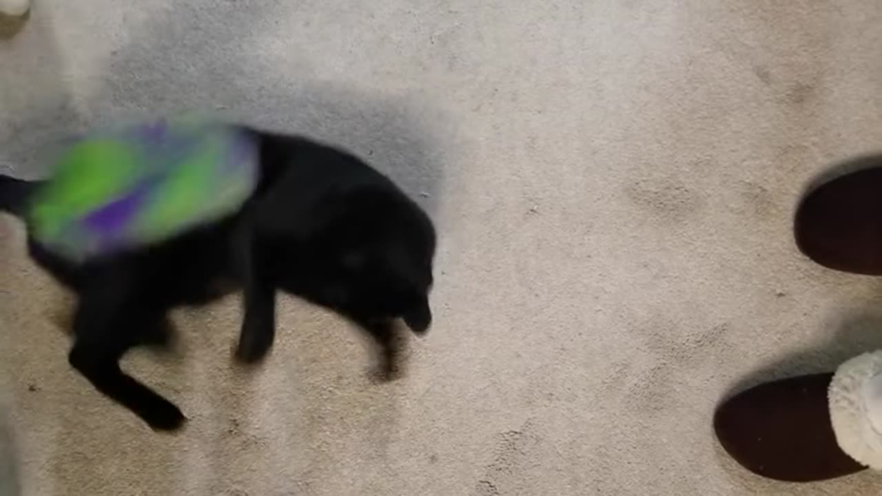 20240402 212334 Tux Playing with Furry Snake Toy