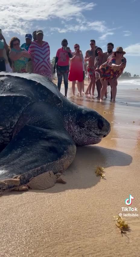 WOW GIANT TURTLE 🐢😮 "magic exists"