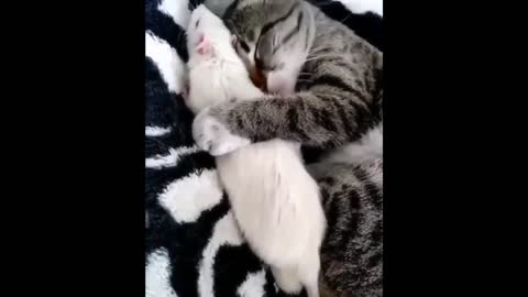 Cute cats compilation I love cats