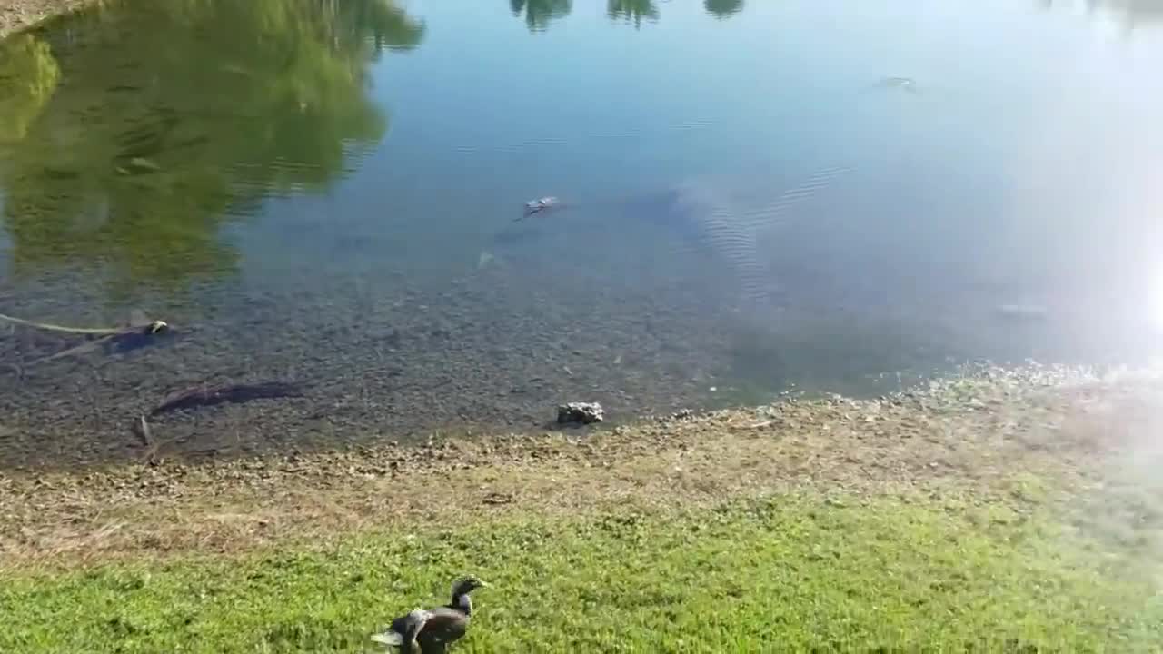 ZOMBIE FISH FOUND in CEMETERY Pond! (CAUGHT ON CAMERA