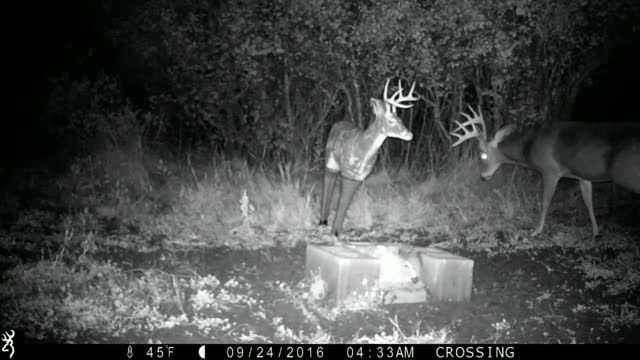 Whitetail buck completely destroys decoy deer #short