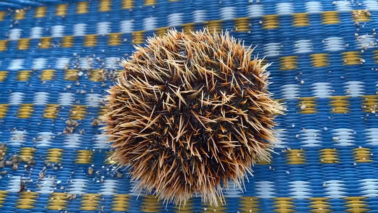 The sea urchin is so cute alive