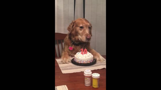 Golden Retriever got emotional in her birthday!