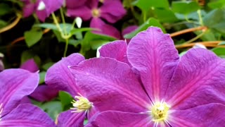 Clematis viticella, the Italian leather purple flowers
