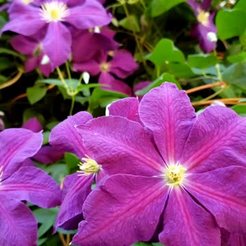 Clematis viticella, the Italian leather purple flowers