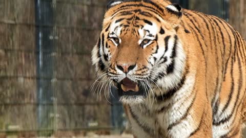 Silent walking tiger 🐅🐅🐅🐯🐅