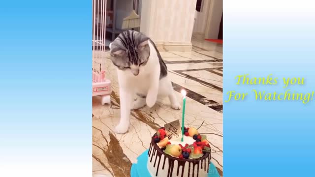 Funny And Cute Cat'S Life. Cats And Owners Are The Best Friends Videos