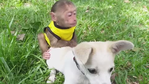 Kuku Monkey lying down and playing with the puppy is so cute