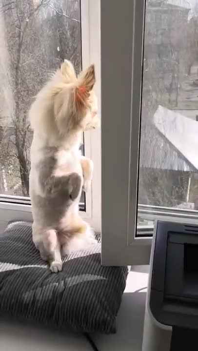 The dog wants to walk...