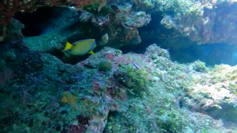 Scuba Diving Aquario and Dixie in Roatan