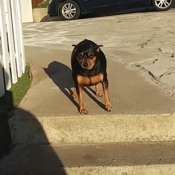 A Man Encouraging His Pet Dog To Go Down The Stair Steps