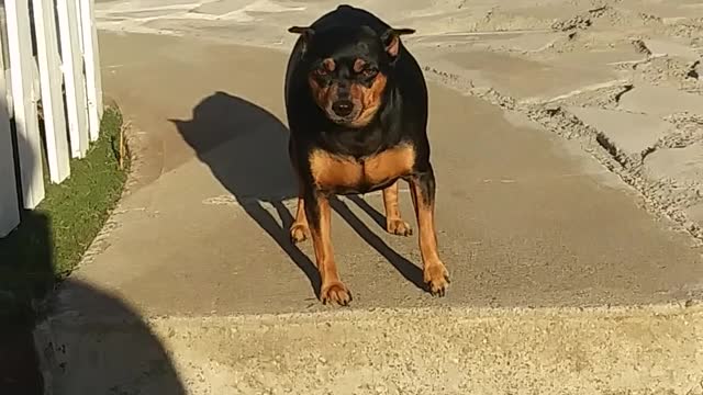 A Man Encouraging His Pet Dog To Go Down The Stair Steps