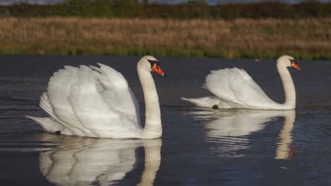 The Mute Swan: Close Up HD Footage (Cygnus olor)