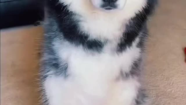 - Teaching your dog