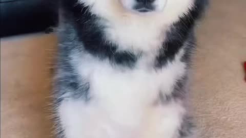 - Teaching your dog