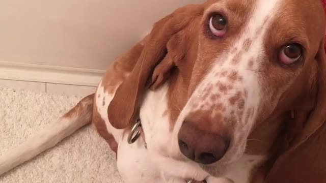 Basset hound (lollipop)