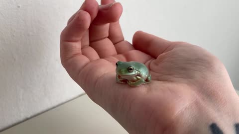 Cute Frog. A very cute, little frog.