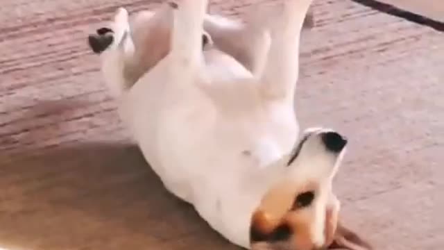 My jackrussell