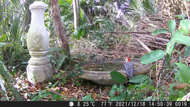 Flicker takes a drink / Woodpecker.