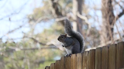 Eastern gray squirrel