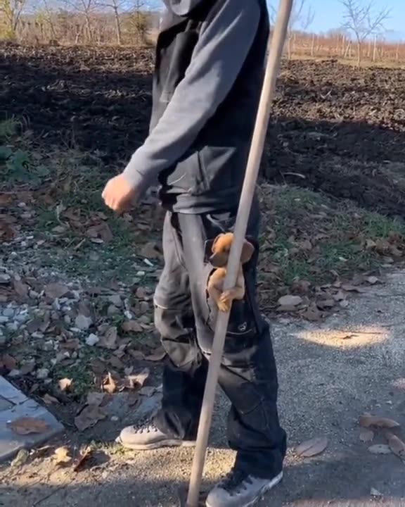 Shepherd assistant 😂