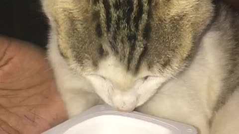 my cat EP2
