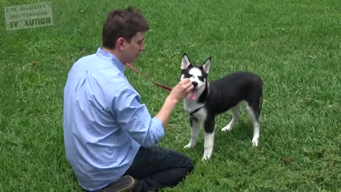 How to Teach your Puppy to Listen When they Won't!