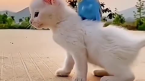 Cute cat 😺 & 🦜 parrot